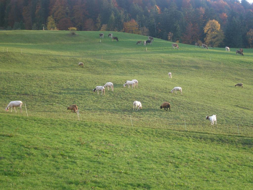 Appartamento Haus Eberle Hittisau Esterno foto